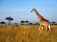 south-africa-safari_resize
